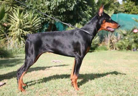 Sant Kreal Mata Hary | Black Doberman Pinscher