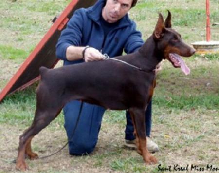 Sant Kreal Miss Monro | Brown Doberman Pinscher