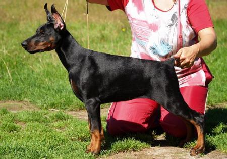 Sant Kreal Mahatma | Black Doberman Pinscher