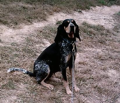 Moody Tennessee Star | Bluetick Coonhound 