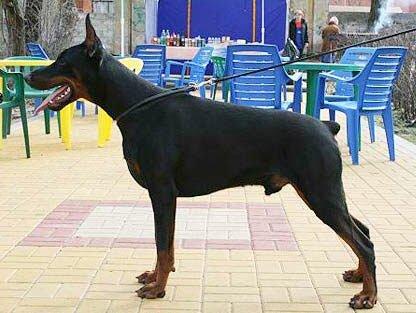 Smart Wood Hills Zeus | Black Doberman Pinscher