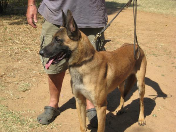 zarka vom greifenring | Belgian Malinois 