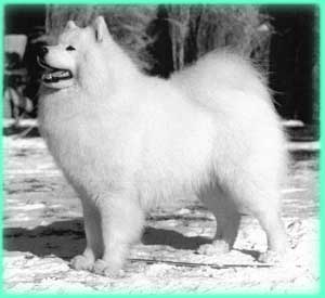 Risuko's Mister Moonlight | Samoyed 