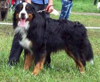 Korona rossii tellur | Bernese Mountain Dog 