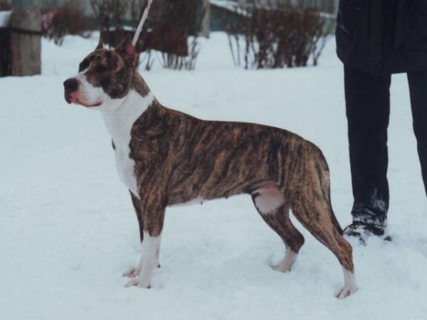 Olimp Apperkot Iriska | American Staffordshire Terrier 