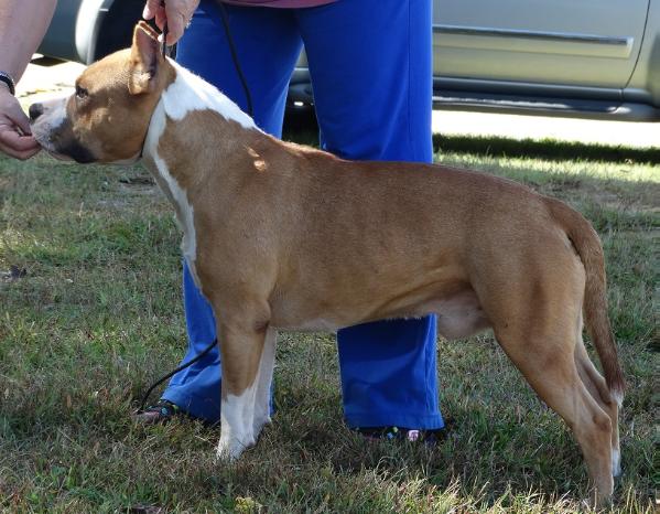 Benmars Blue Stars Light My Fire FFF | American Staffordshire Terrier 