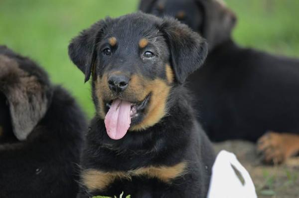 Apocalypse des Gardiens du Chaos | Beauceron 