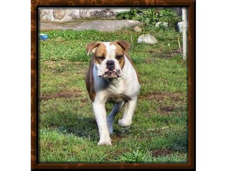 Bamas Best Smudge | Olde English Bulldogge 