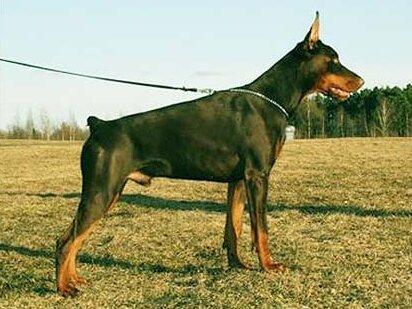 Smart Wood Hills Zippo | Brown Doberman Pinscher