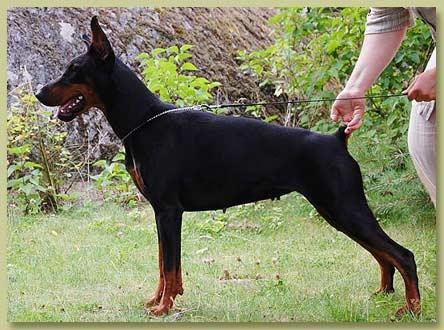 Smart Wood Hills Zarina | Black Doberman Pinscher