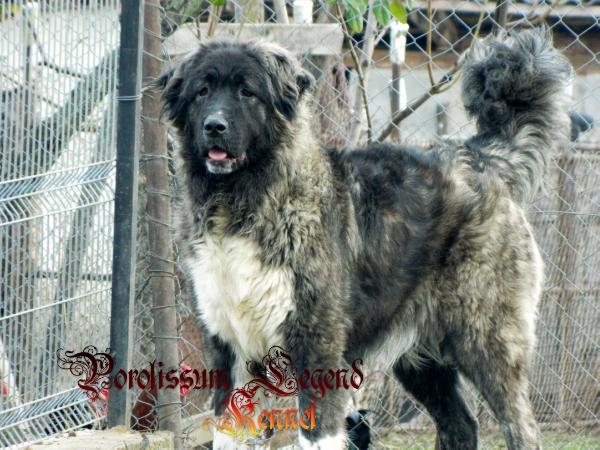 Gorakasbek Chalista (owner: Porolissum Legend Kennel) | Caucasian Mountain Dog 