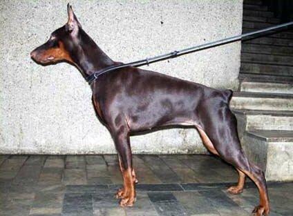 Smart Wood Hills Zlata | Brown Doberman Pinscher