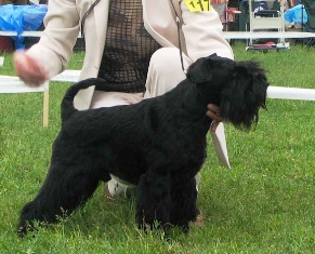 Diplomat Des Diables D´ebene | Miniature Schnauzer 