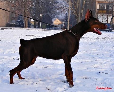 Eva Herzigova v. Hunnoterra | Brown Doberman Pinscher