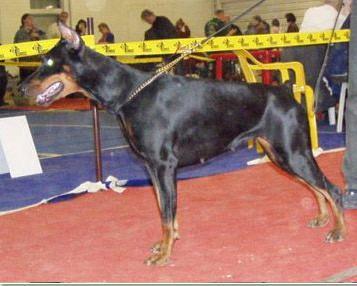 Piterskiy Kurazh Koroleva Kleopatra | Black Doberman Pinscher