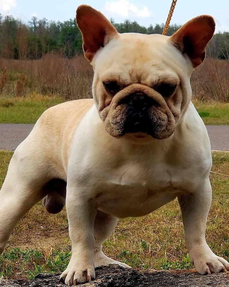 My Bulldog Life’s Ruckus | French Bulldog 