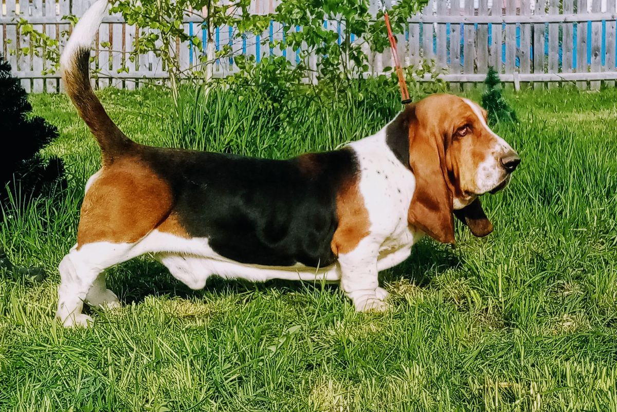 Geraldika Emil Always Vinner | Basset Hound 