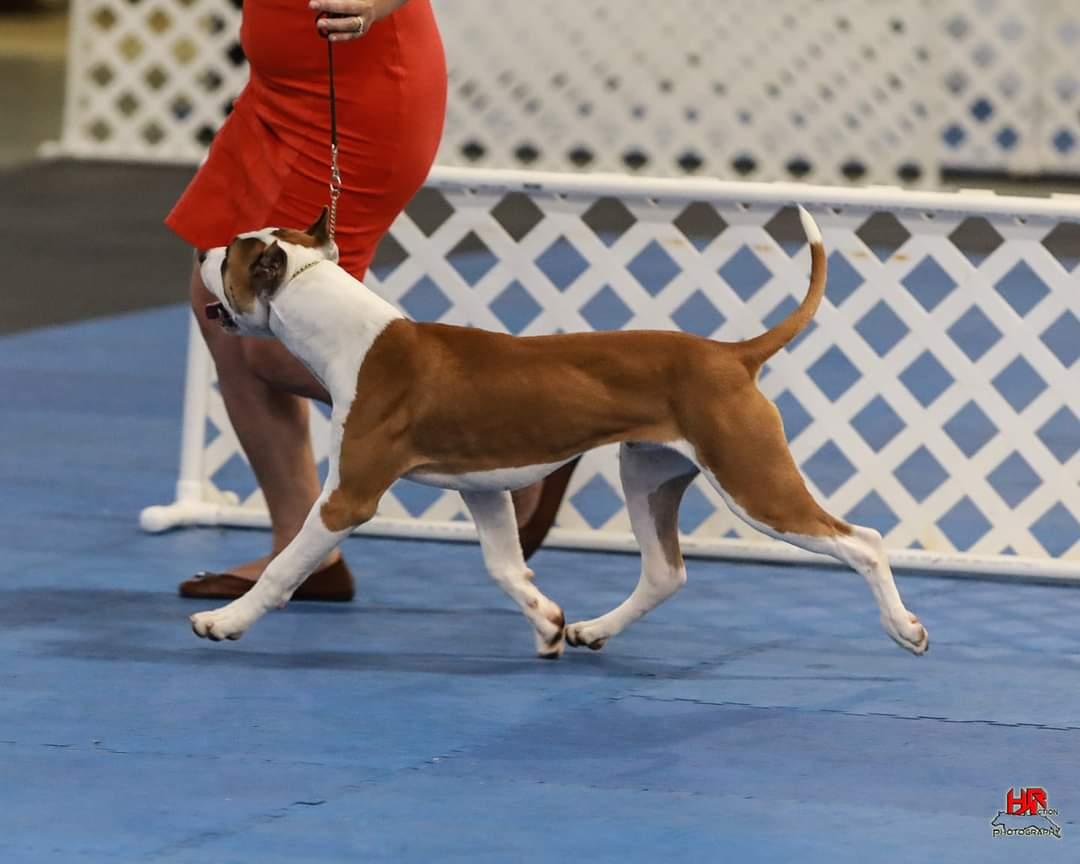 Shaw's Devil without a Cause | American Pit Bull Terrier 