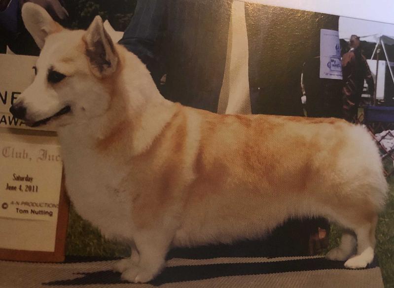 Sandfox Rags To Riches | Pembroke Welsh Corgi 