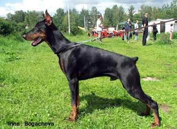 Zhordan Maiklm Mladshiy | Black Doberman Pinscher