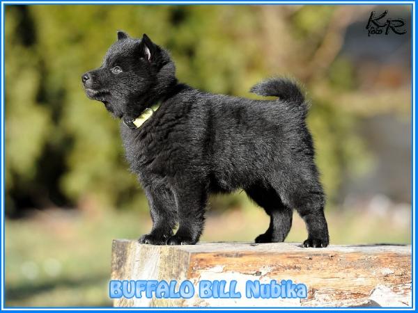 Buffalo Bill Nubika | Schipperke 