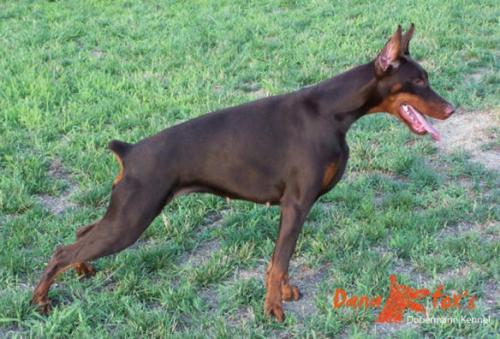 Jana June de Plegamans | Brown Doberman Pinscher