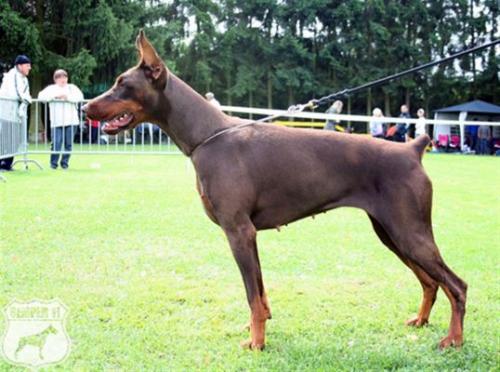 Come As You Are Zelda | Brown Doberman Pinscher