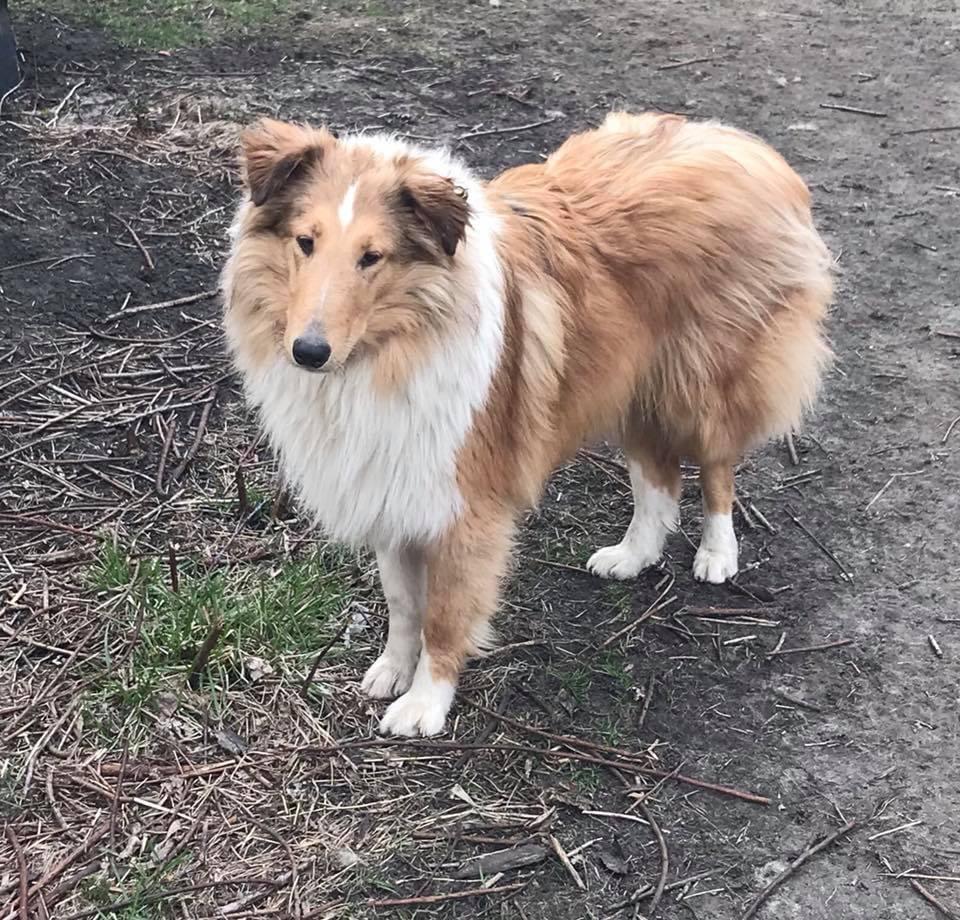 Macarius Rheign of Sanctity | Rough Collie 