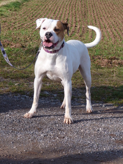 Timberland's Hazel | American Bulldog 