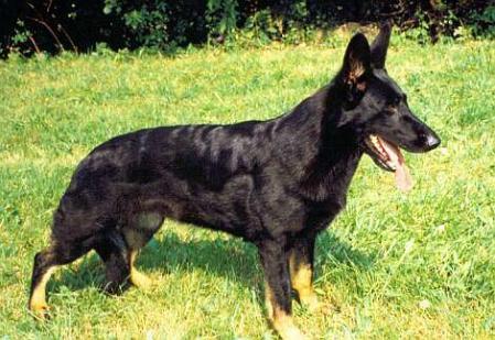 Hobby Venusina sopka | German Shepherd Dog 