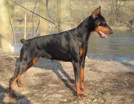 Lova Lotos Black Novak | Black Doberman Pinscher