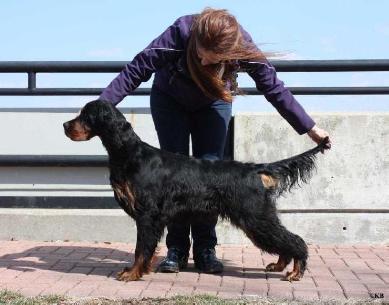 Only Mrs Jazz v d Mergelhoeve | Gordon Setter 