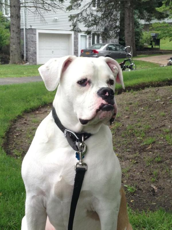 Bosco of JPK | American Bulldog 