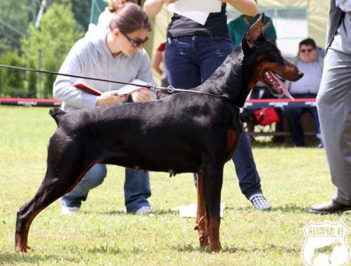 Lil Laguna Black Novak | Black Doberman Pinscher