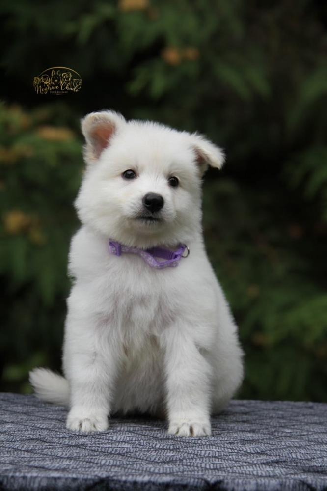 Nezhnoe Chudo Ot Big Hauz Chinzano | White Swiss Shepherd Dog 