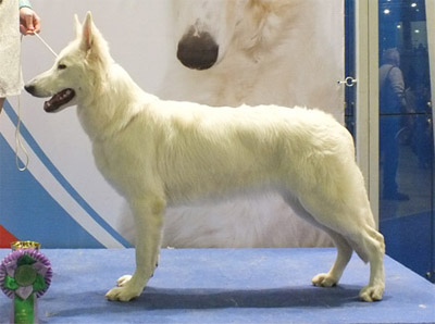 Zhaklin Astra Avis | White Swiss Shepherd Dog 