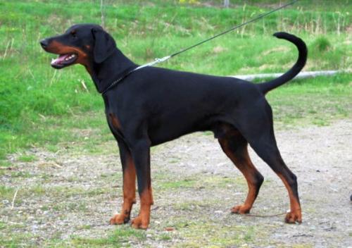 Marvinette's Herrlich Harley | Black Doberman Pinscher