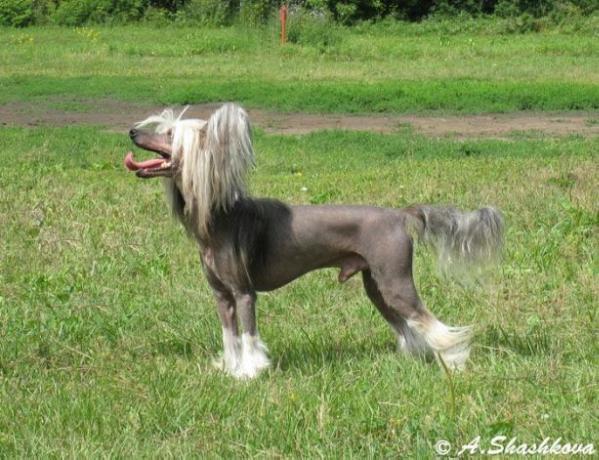 The Unique Limited at N'Co | Chinese Crested 