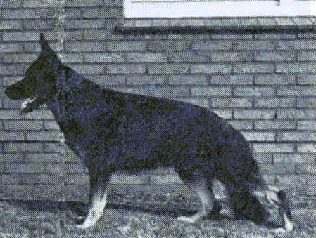 Crok vom Busecker Schloß | German Shepherd Dog 