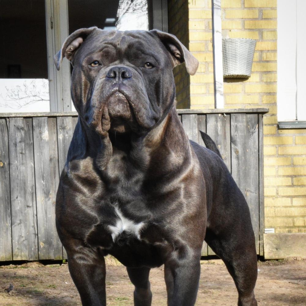 Stjernkvists Thanos | Olde English Bulldogge 