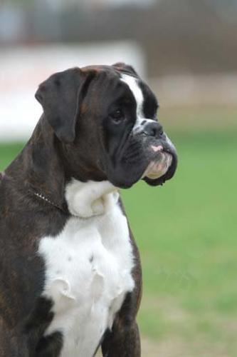 Victor dei Centurioni | Boxer 