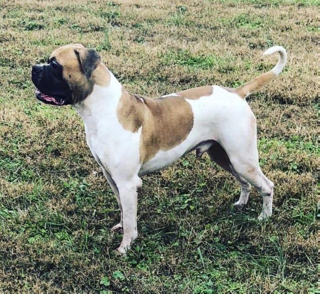 Fabian’s Dallas | American Bulldog 