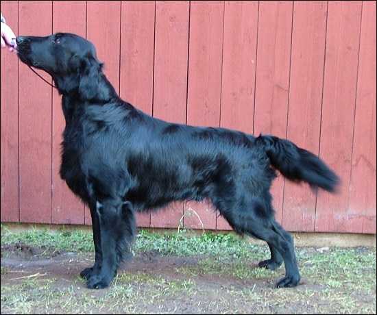 Black Mica's For Those Who Dare | Flat-Coated Retriever 