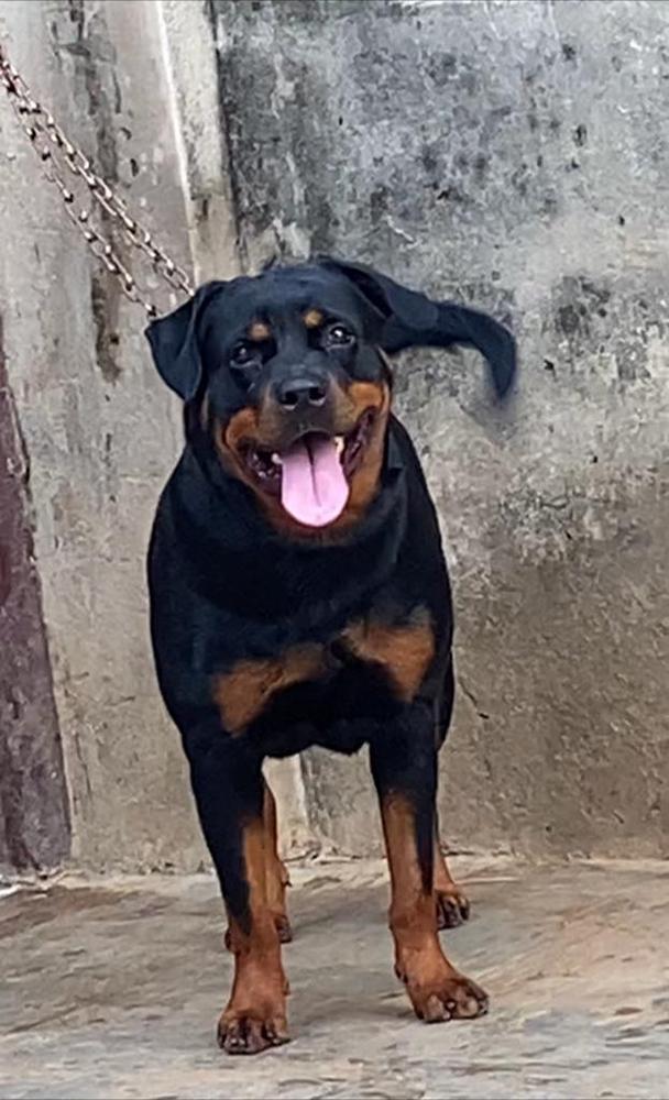 YENKA VOM MDK | Rottweiler 