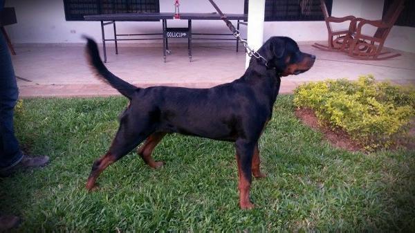 Eros del alto ferrán | Rottweiler 