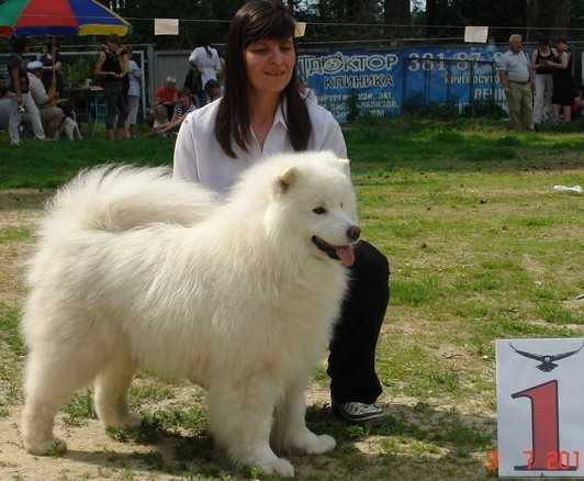 AVANGARD ARKTIK UMKA UDALEC | Samoyed 