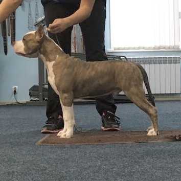 Pride Spartanis Je Taime | American Staffordshire Terrier 