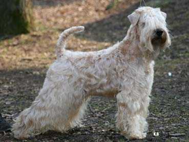 Cameron Hunnicut | Soft Coated Wheaten Terrier 