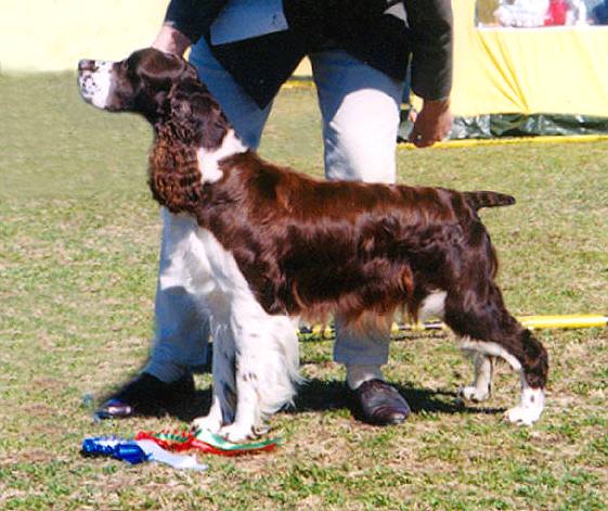 Adamant'S ellen beatrix | English Springer Spaniel 