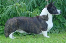 Tamlin King Salomon | Cardigan Welsh Corgi 